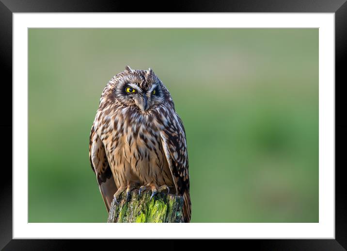 Short-eared Owl bird of prey portrait Framed Mounted Print by Stephen Rennie
