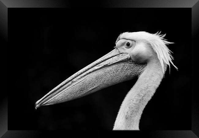 Pelican 'Bad Hair Day' Framed Print by Stephen Rennie