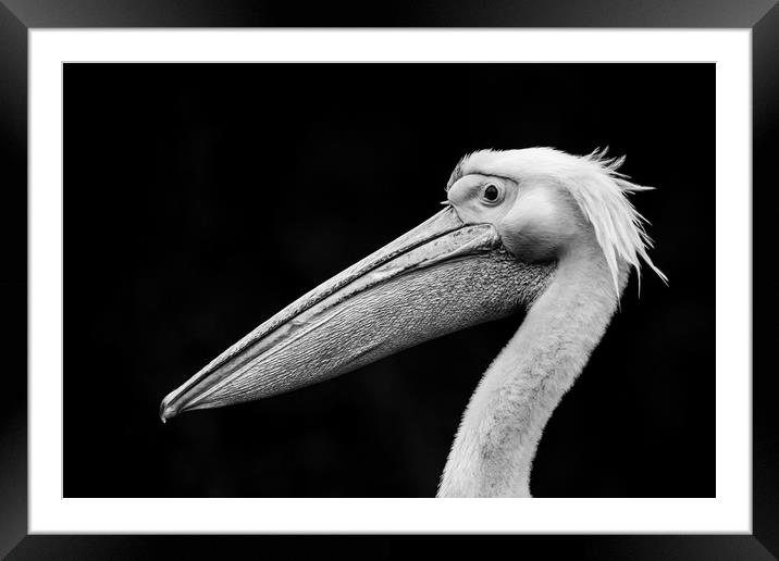 Pelican 'Bad Hair Day' Framed Mounted Print by Stephen Rennie
