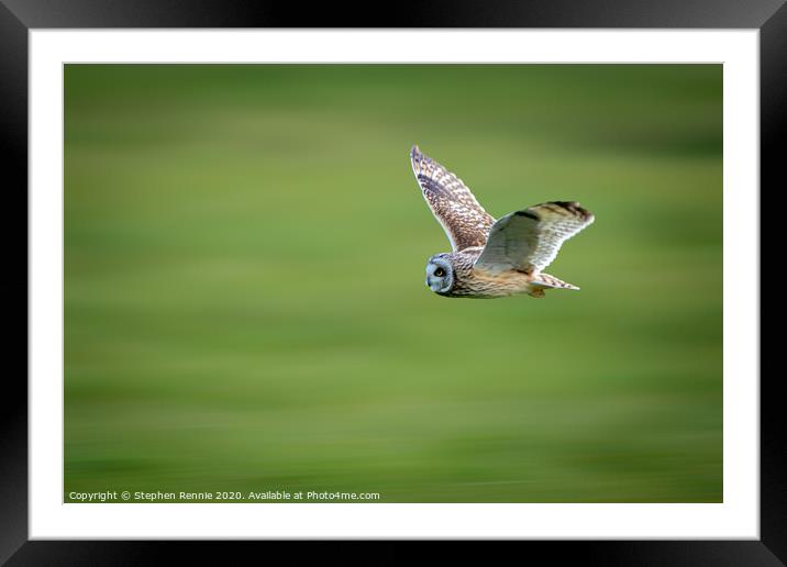 Short-eared owl in flight Framed Mounted Print by Stephen Rennie