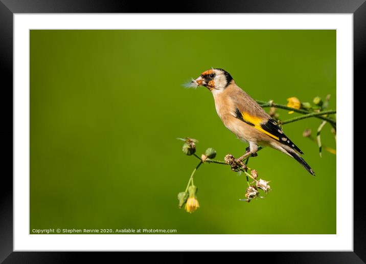 Goldfinch eating Hawkweed seeds Framed Mounted Print by Stephen Rennie