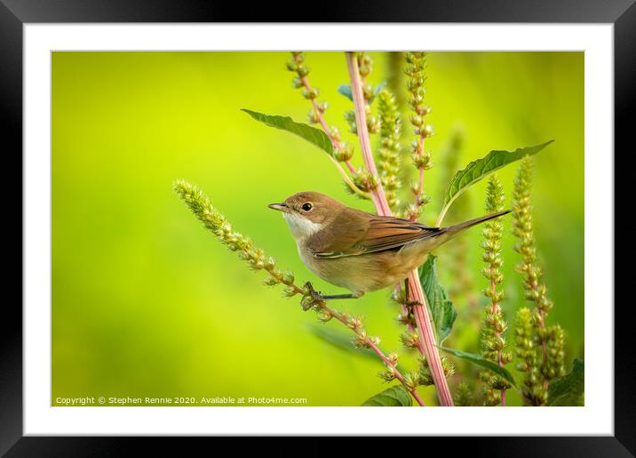 Whitethroat on a wild plant branch Framed Mounted Print by Stephen Rennie