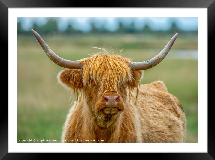 Portrait of a long haired Highland Cow coo Framed Mounted Print by Stephen Rennie