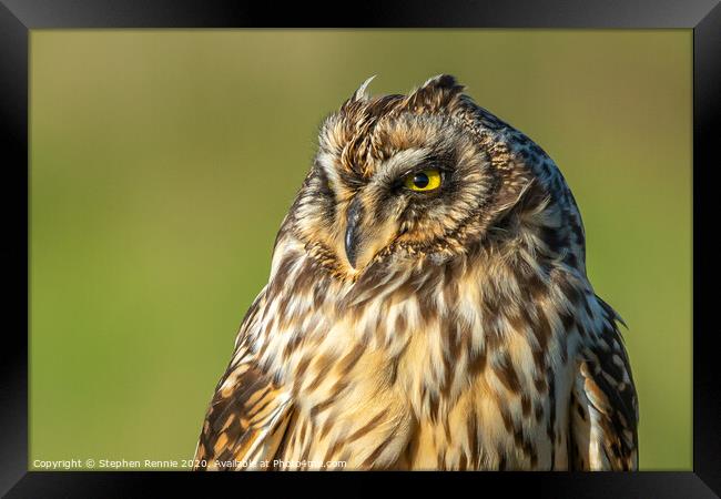 Short-eared owl headshot Framed Print by Stephen Rennie