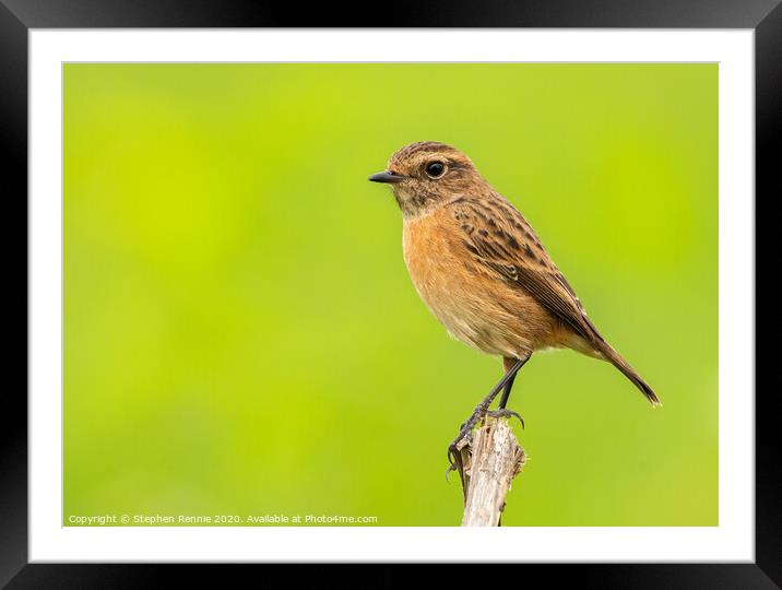 A female Stonechat  Framed Mounted Print by Stephen Rennie
