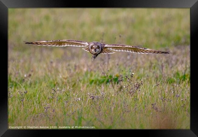 Short-eared owl with prey Framed Print by Stephen Rennie