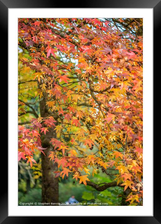 Autumn leaves in France Framed Mounted Print by Stephen Rennie