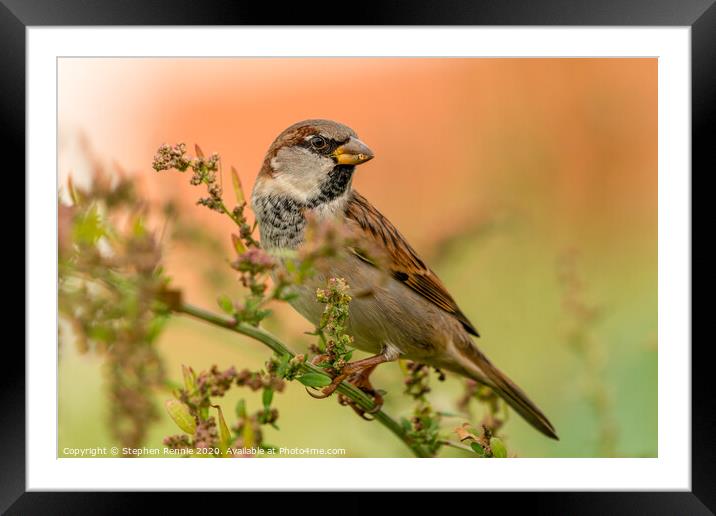 House Sparrow bird Framed Mounted Print by Stephen Rennie