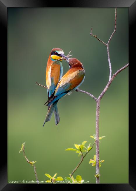 European Bee-eaters (Merops apiaster) Framed Print by Stephen Rennie
