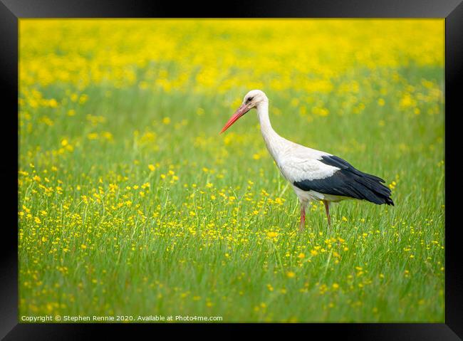 White Stork in the Buttercup field Framed Print by Stephen Rennie