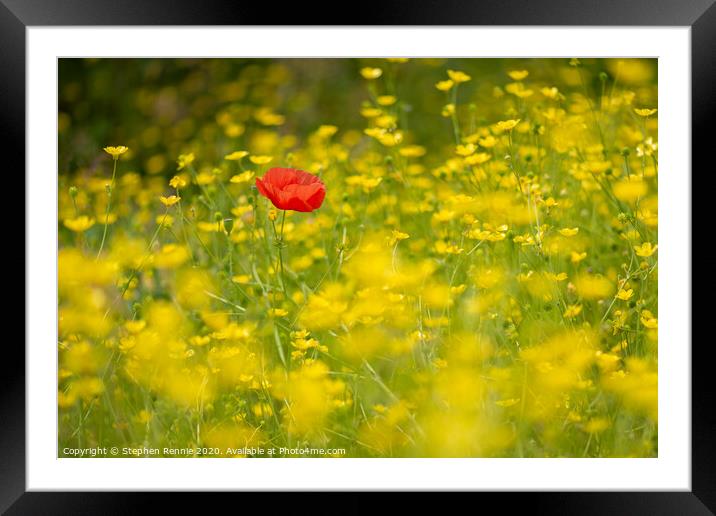 Red Poppy flower Framed Mounted Print by Stephen Rennie