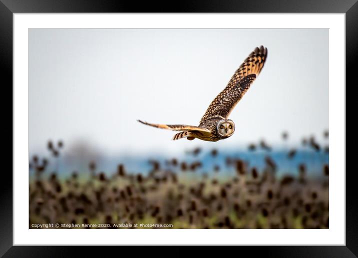 Eye contact with a wild bird of prey Framed Mounted Print by Stephen Rennie