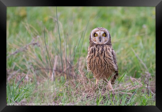 Short-eared owl Bird of Prey  Framed Print by Stephen Rennie