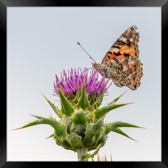 Painted Lady butterfly on thistle Framed Print by Stephen Rennie