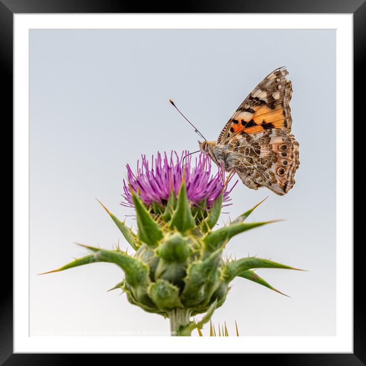 Painted Lady butterfly on thistle Framed Mounted Print by Stephen Rennie