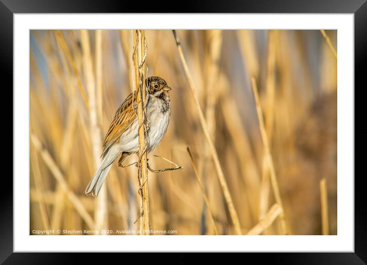 Reed Bunting bird Framed Mounted Print by Stephen Rennie