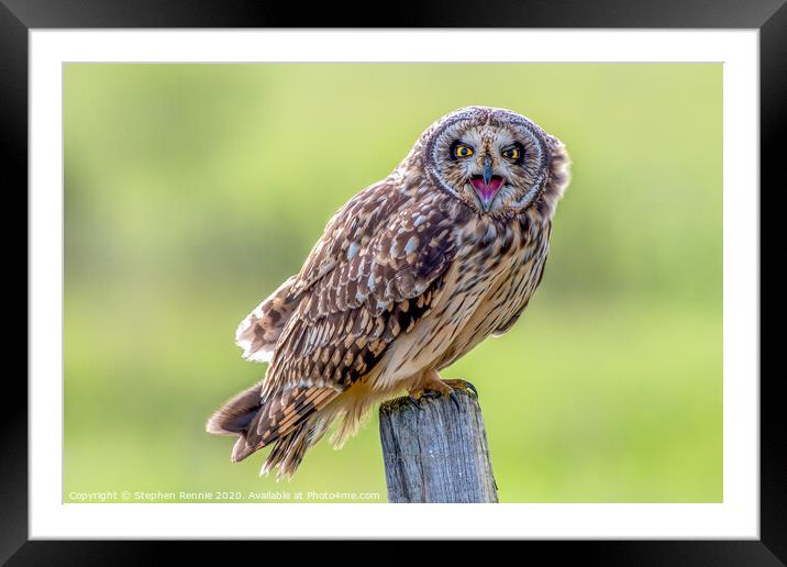 Short eared owl bird of prey Framed Mounted Print by Stephen Rennie