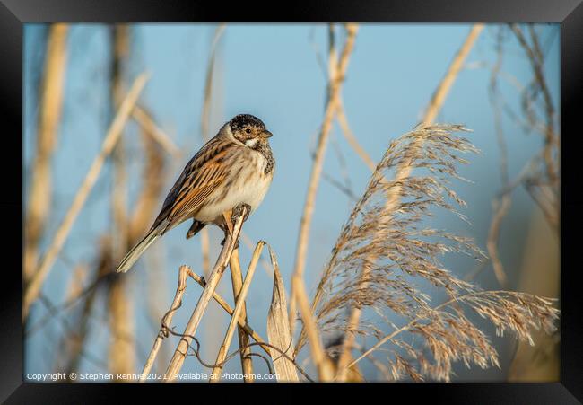 Small Reed bunting bird perched on a reed Framed Print by Stephen Rennie