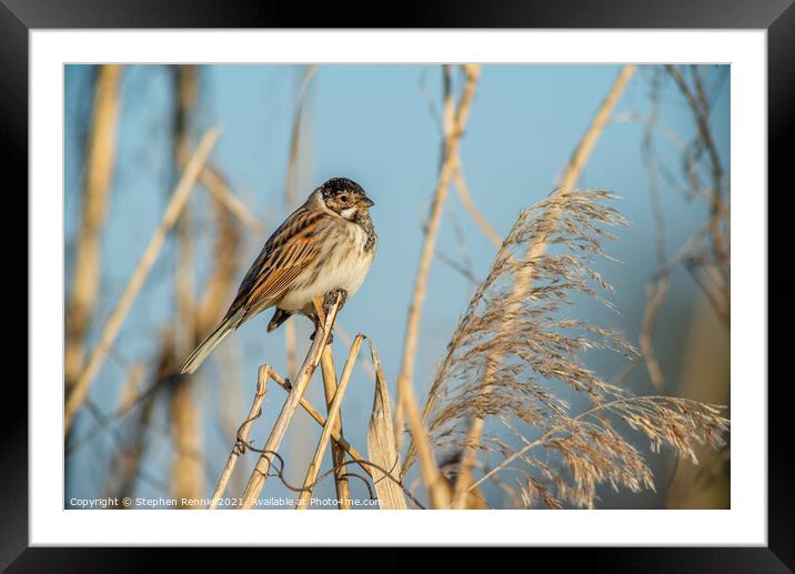 Small Reed bunting bird perched on a reed Framed Mounted Print by Stephen Rennie