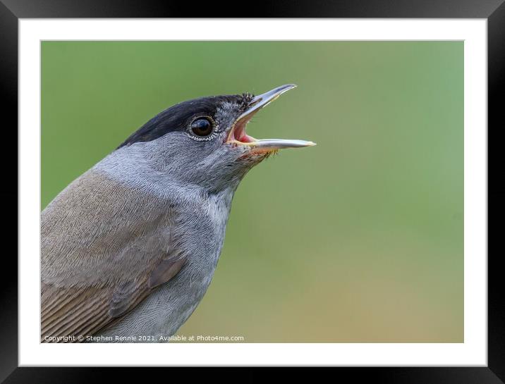 Eurasian Blackcap male bird (Sylvia atricapilla) Framed Mounted Print by Stephen Rennie