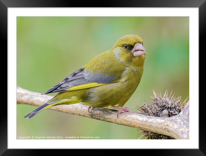 European Greenfinch Chloris chloris Framed Mounted Print by Stephen Rennie