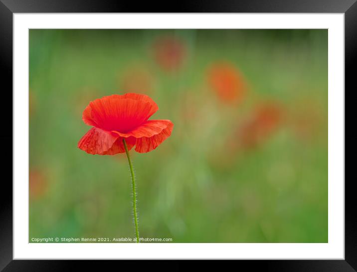 Red Poppy flower (Papaver rhoeas) Framed Mounted Print by Stephen Rennie