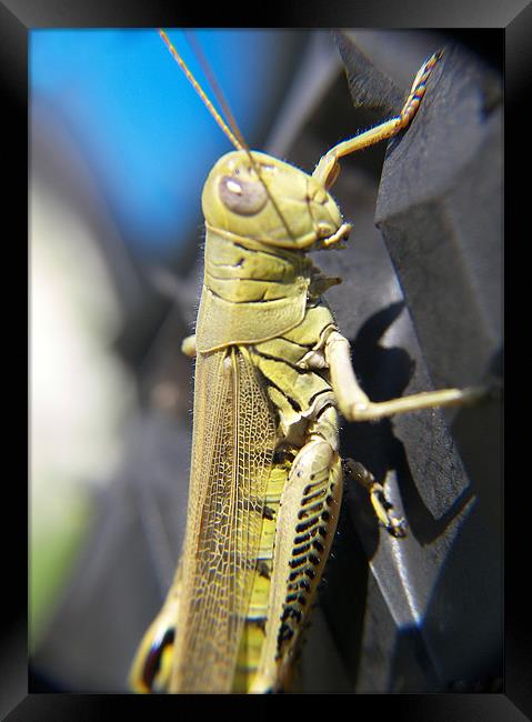 Green Grasshopper  Framed Print by Jennifer Longardner