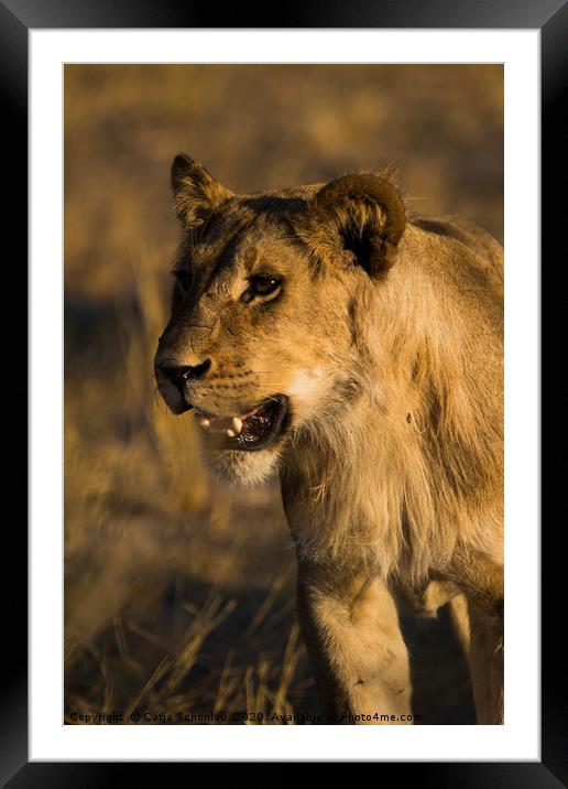 Young Lion Framed Mounted Print by Catja Schonlau