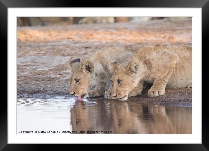 Lion Cubs drinking Framed Mounted Print by Catja Schonlau