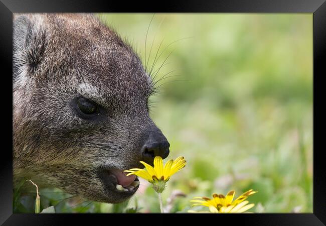 Dassie and Daisy Framed Print by Catja Schonlau