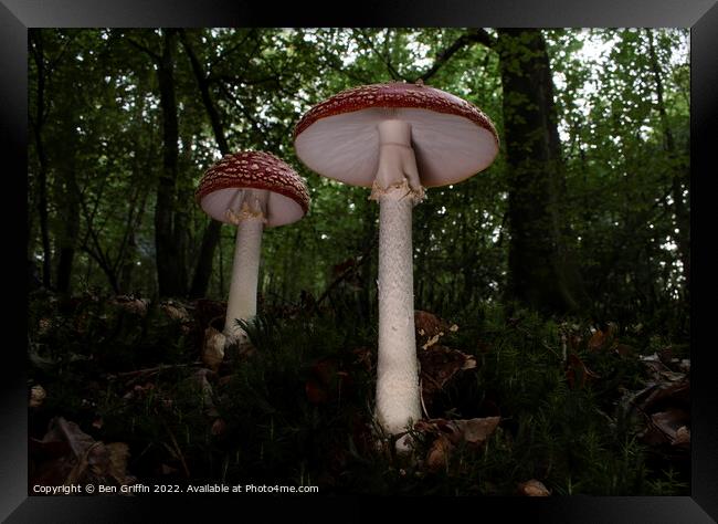 Giant Toadstools Framed Print by Ben Griffin