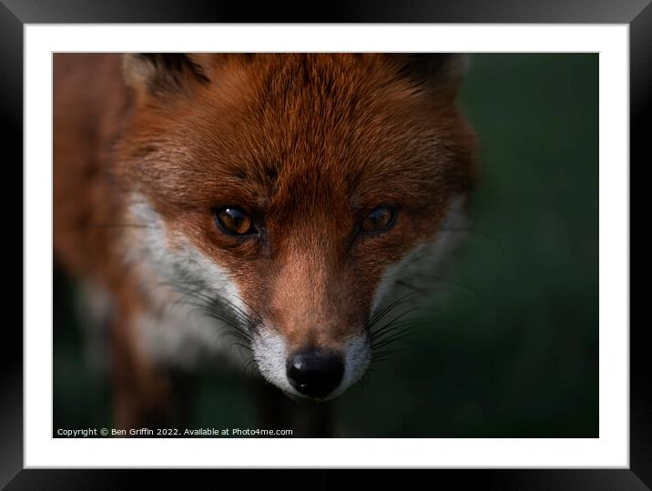 Fantastic Mr Fox Framed Mounted Print by Ben Griffin