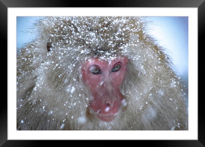A Snow Monkey in a Snowstorm Framed Mounted Print by Ben Griffin