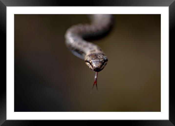The Super Rare Smooth Snake Framed Mounted Print by Ben Griffin