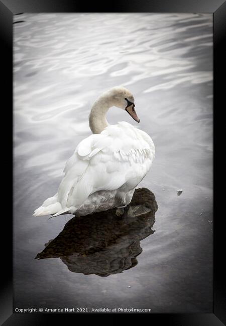 Swan at the edge of a Lake Framed Print by Amanda Hart