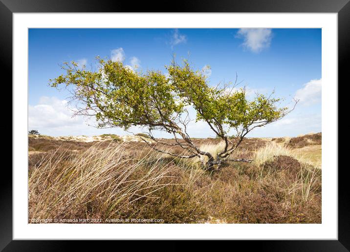 Windswept tree in a sand dune, south coast of England Framed Mounted Print by Amanda Hart