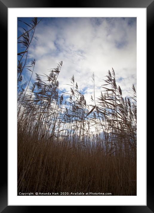 Reeds in the Wind Framed Mounted Print by Amanda Hart