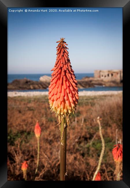 Red Hot Poker near Fort Les Hommeaux Florains  Framed Print by Amanda Hart