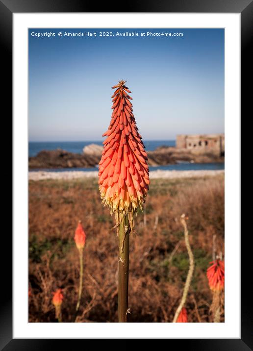 Red Hot Poker near Fort Les Hommeaux Florains  Framed Mounted Print by Amanda Hart