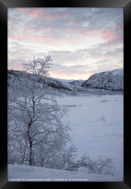 Frozen tree in Norway Framed Print by Amanda Hart