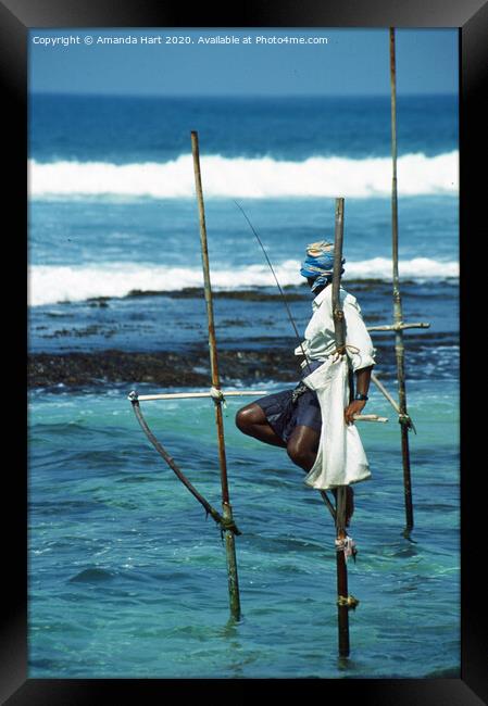Stilt fisherman, Sri Lanka Framed Print by Amanda Hart