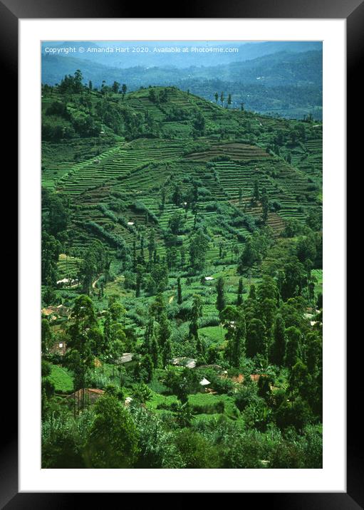 Terraced landscape in the hills of Sri Lanka Framed Mounted Print by Amanda Hart