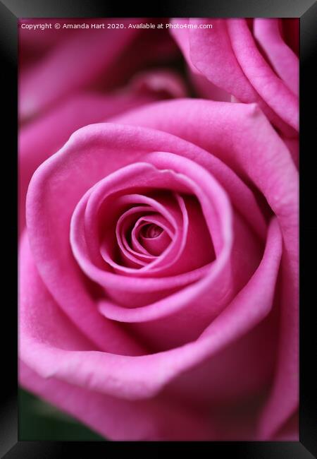 Pink Rose Framed Print by Amanda Hart