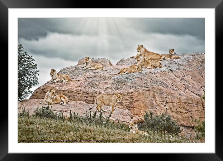 The Pride Hang Out. A group of Lions on There rock Framed Mounted Print by simon cowan