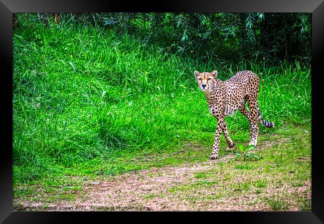 cheetah having a walk Framed Print by simon cowan