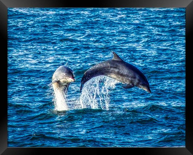 Dolphins jumping Framed Print by simon cowan