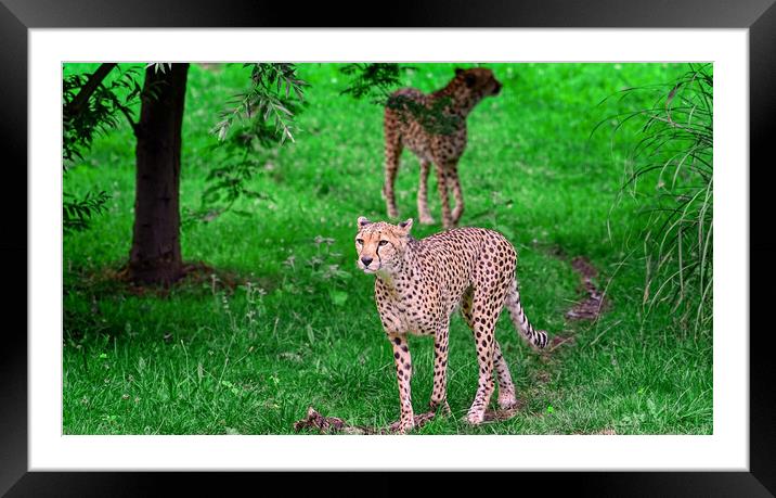 cheetah Framed Mounted Print by simon cowan