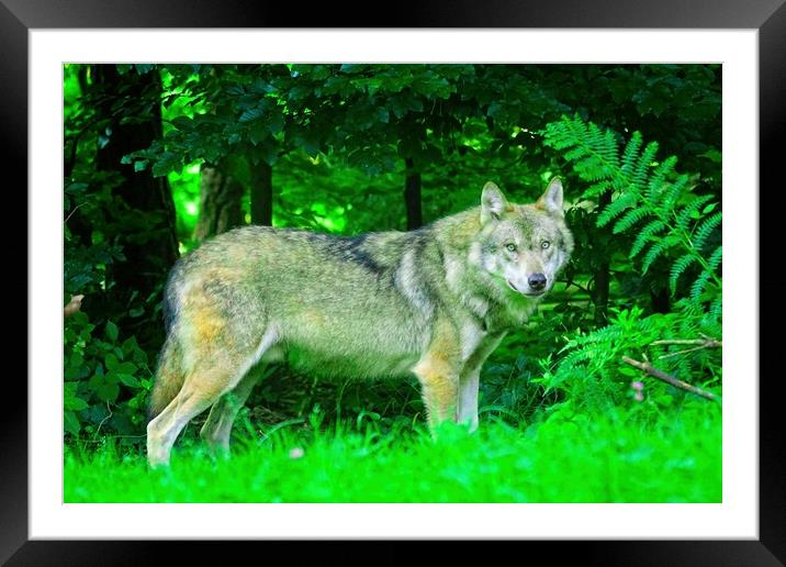 I see you looking at me Framed Mounted Print by simon cowan