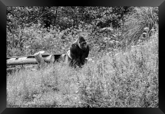 Black & white Gorilla  Framed Print by simon cowan