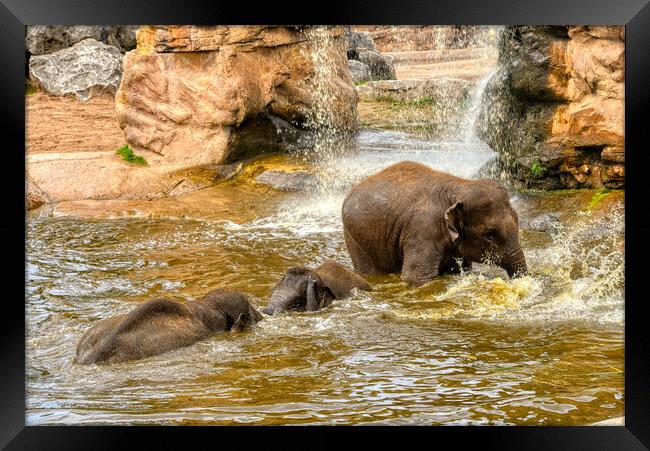 Play time for the elephants Framed Print by simon cowan